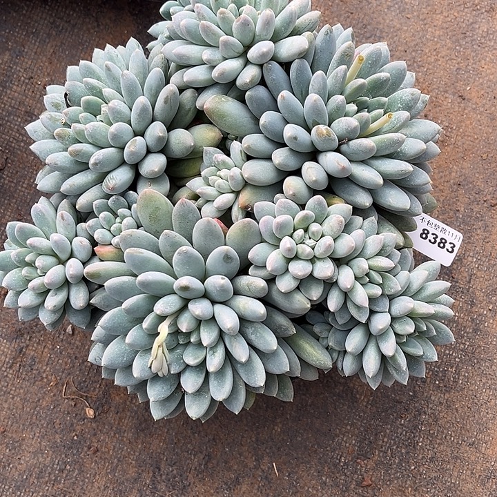 阿雅园艺。     8383
