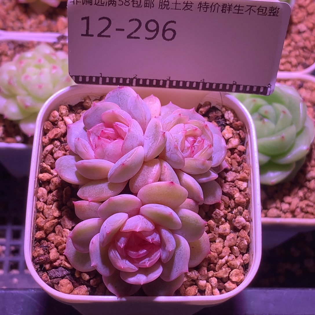 宫花自然群精品多肉58包邮不包整