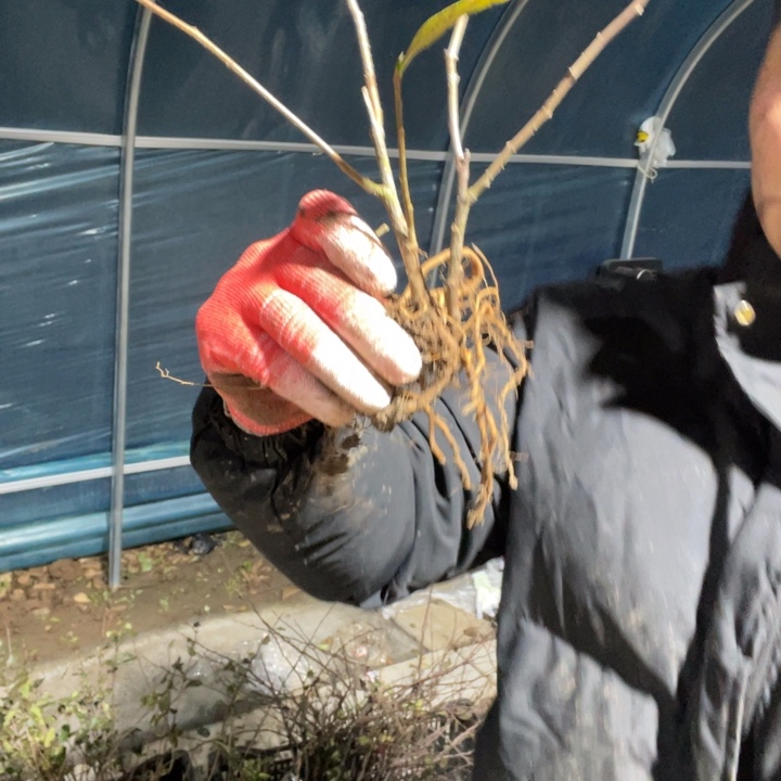 无花朵彩之雪海棠