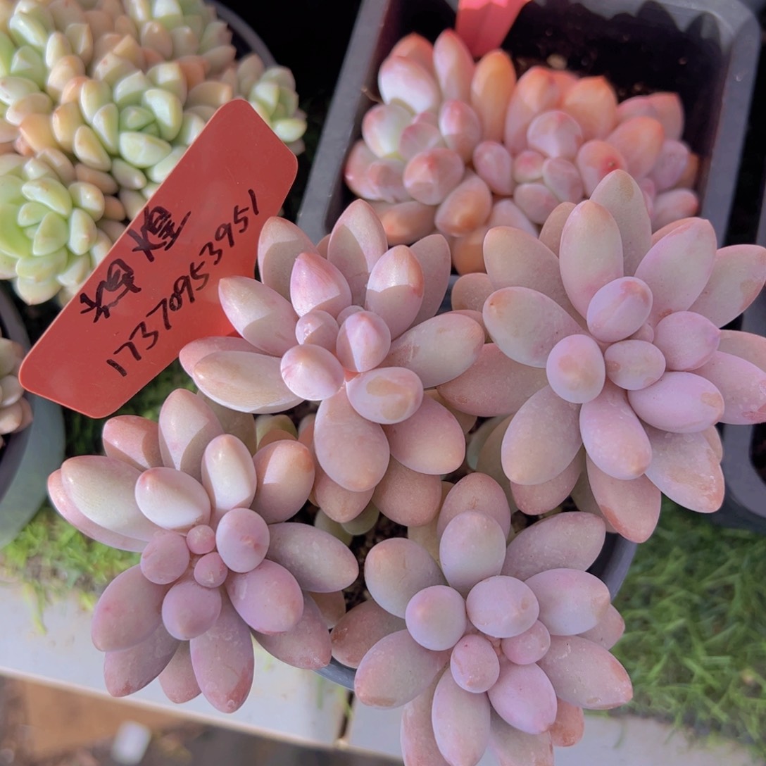 香玉的故事是一个人的故事吗