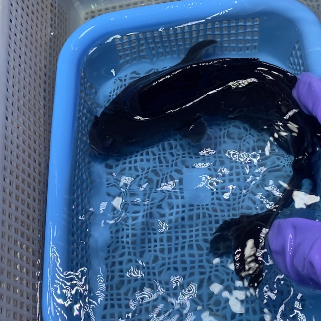 锦鲤冷水锦鲤包邮