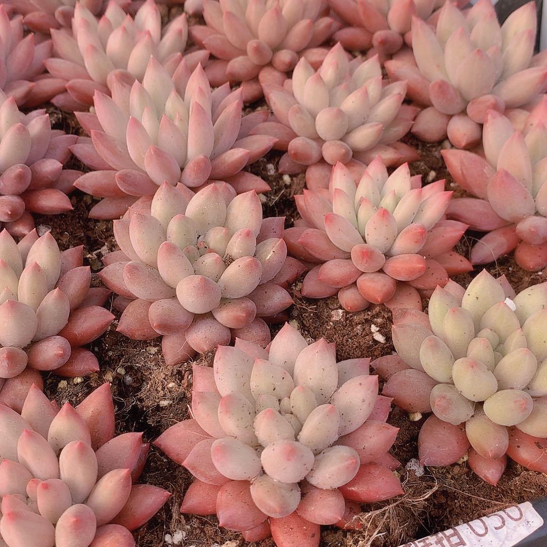 粉体水晶球2456789999900