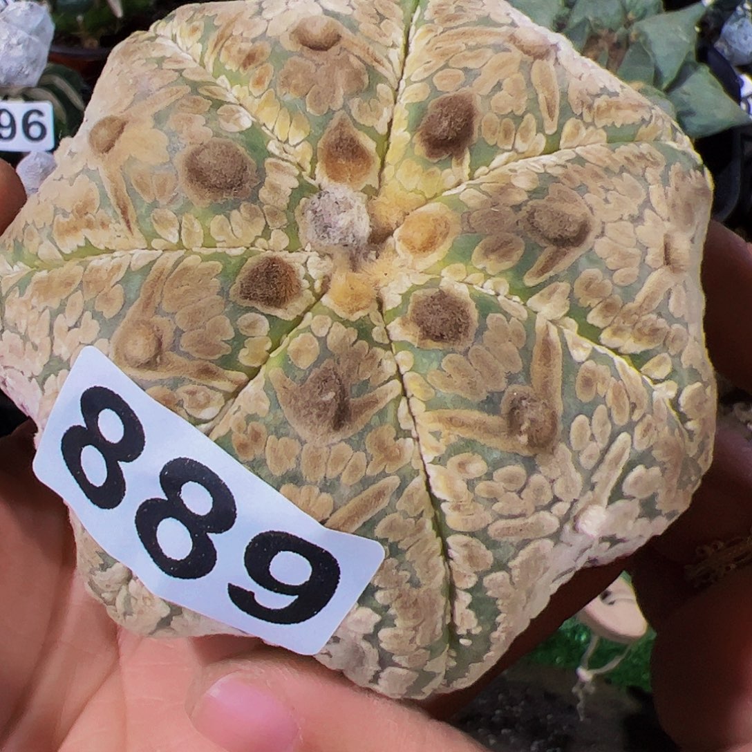 无花朵海星v兜889微瑕疵