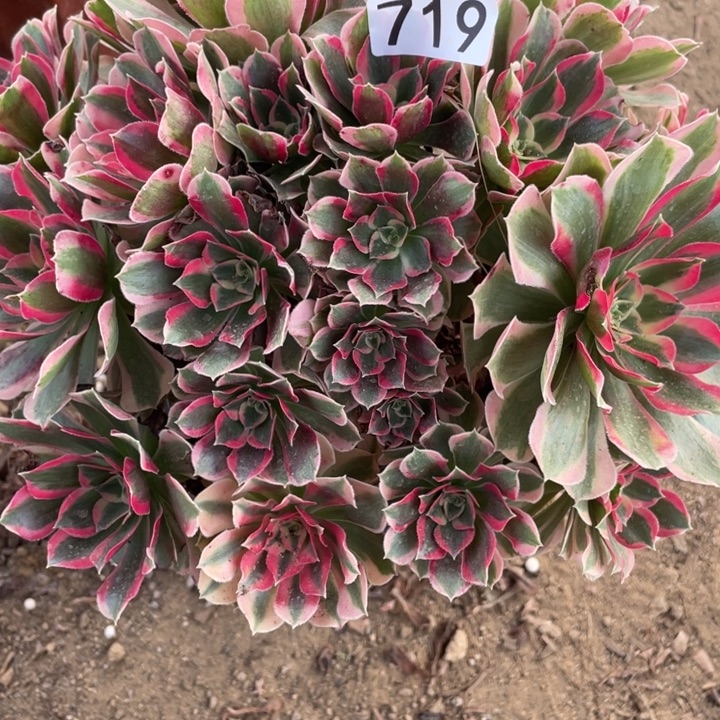 无花朵719妖月多肉