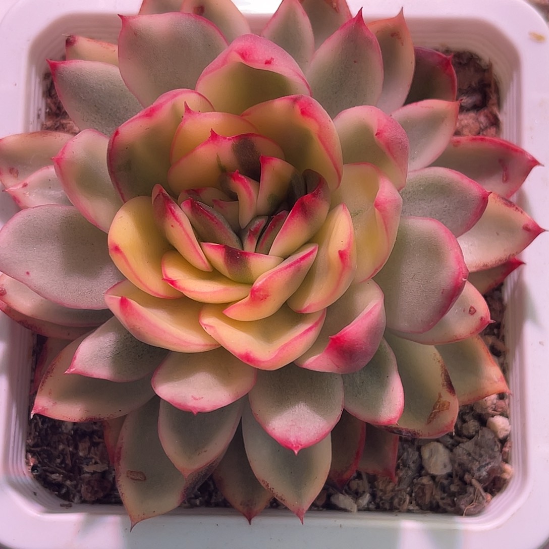 尚品园艺福利锦未取名