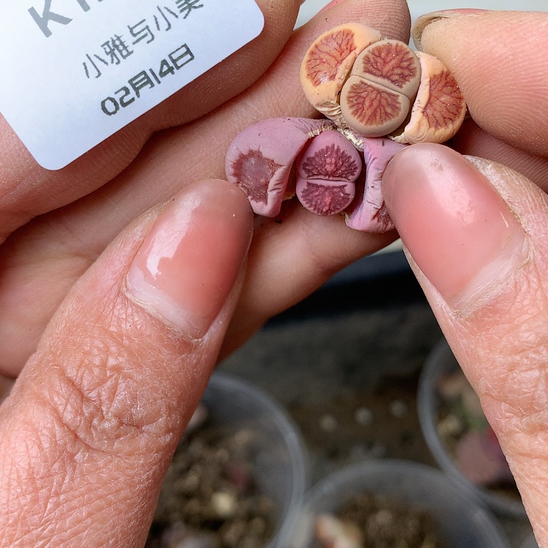 K121多肉植物保护研究所