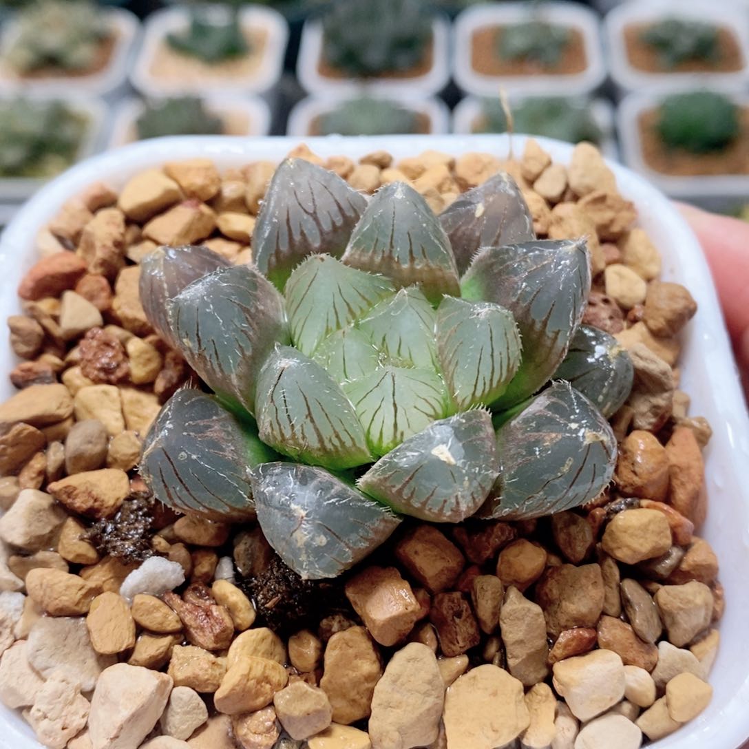 史努比玉露多肉植物