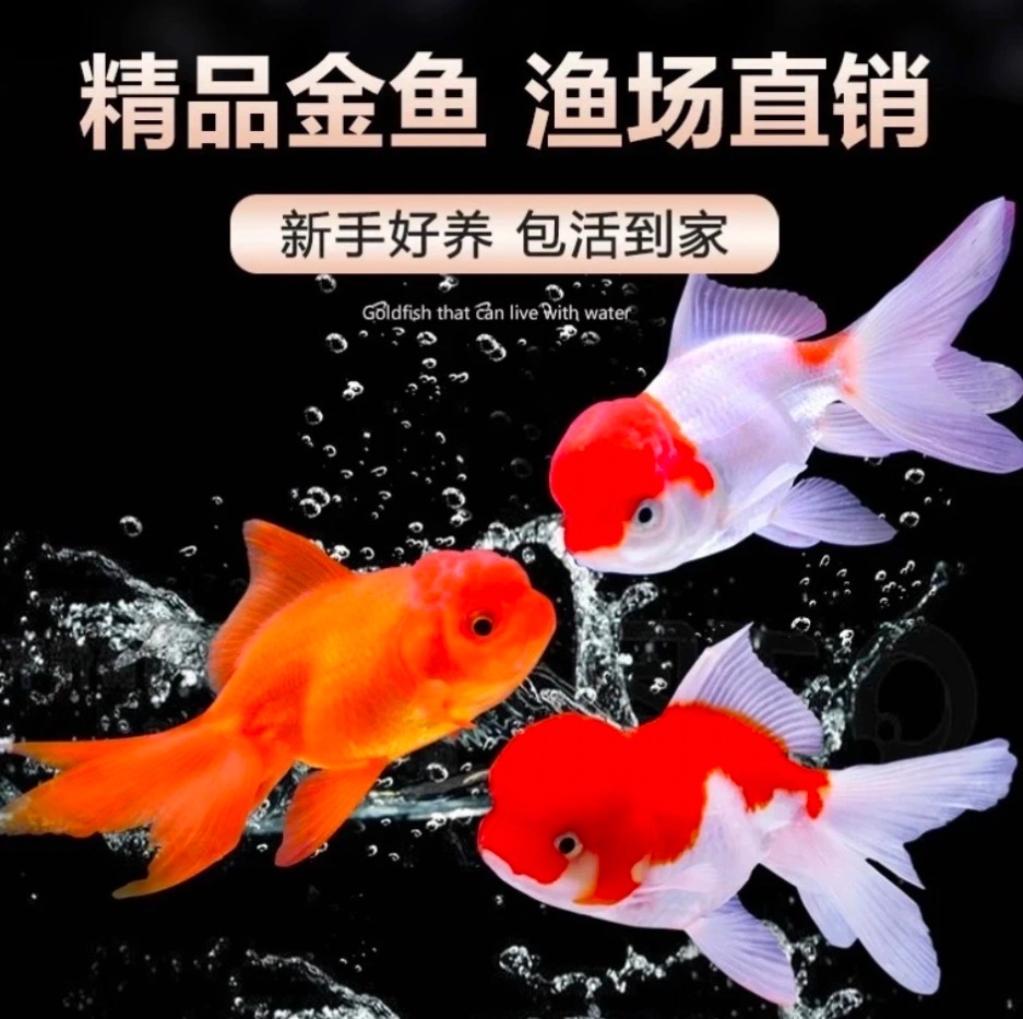 传统国粹冷水金鱼~混搭发货~到货拍摄开箱视频