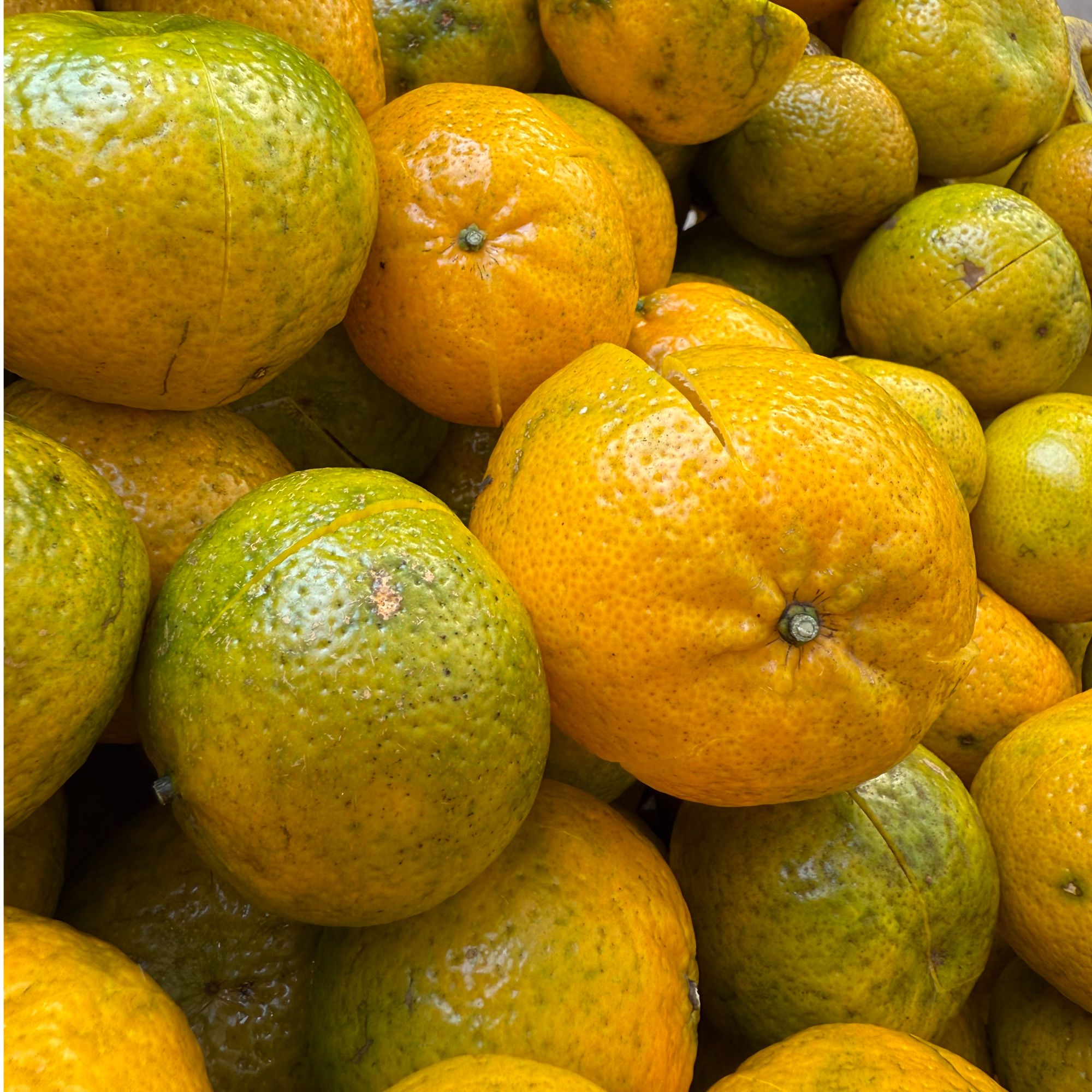 【2025二红 花香清甜】 三江九子沙产区 0农残0抗 新会陈皮