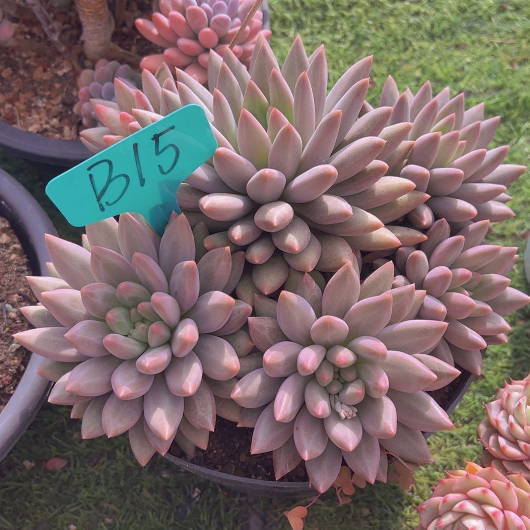 香玉等多种名优药材