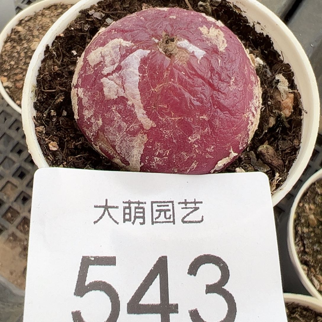 一物一拍母本大灯泡带盆土发。  543