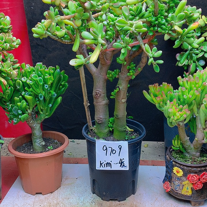 K***发大号招财猫，土球发货