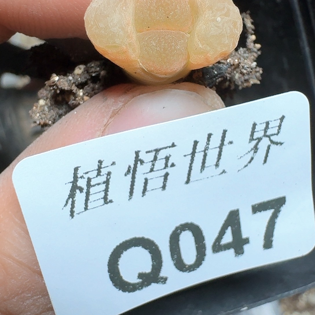 047号多肉植物哇c g