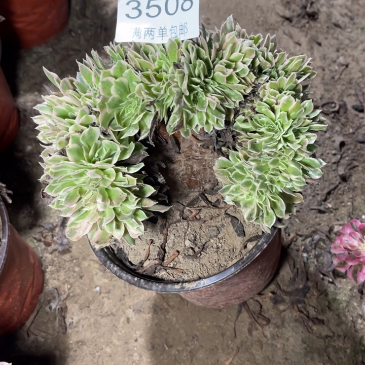 3508白凤的人多肉的