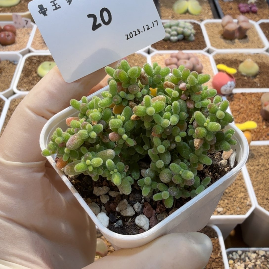多肉多肉多肉12.17-020