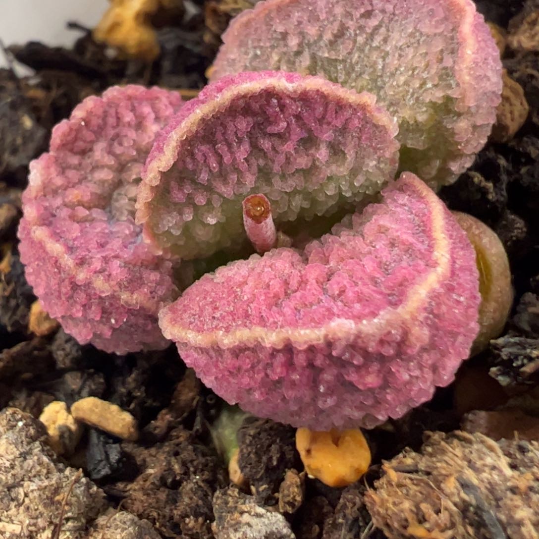 实生新品多肉植物水泡