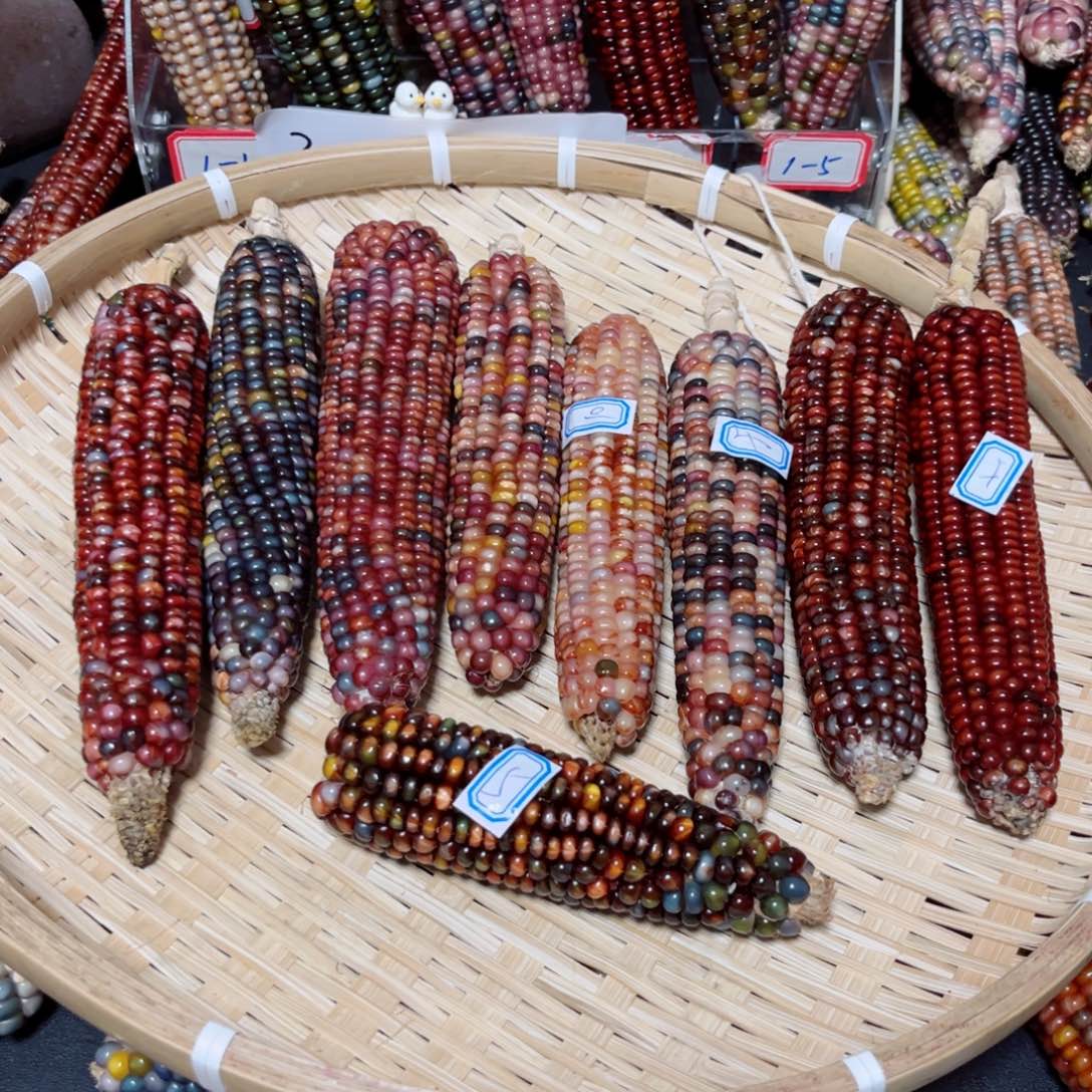 布***酷直播间七彩文玩玉米不退换