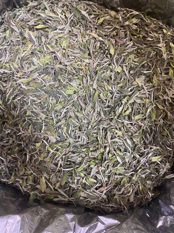 2025年管阳高山白牡丹.花香.茶叶鲜甜