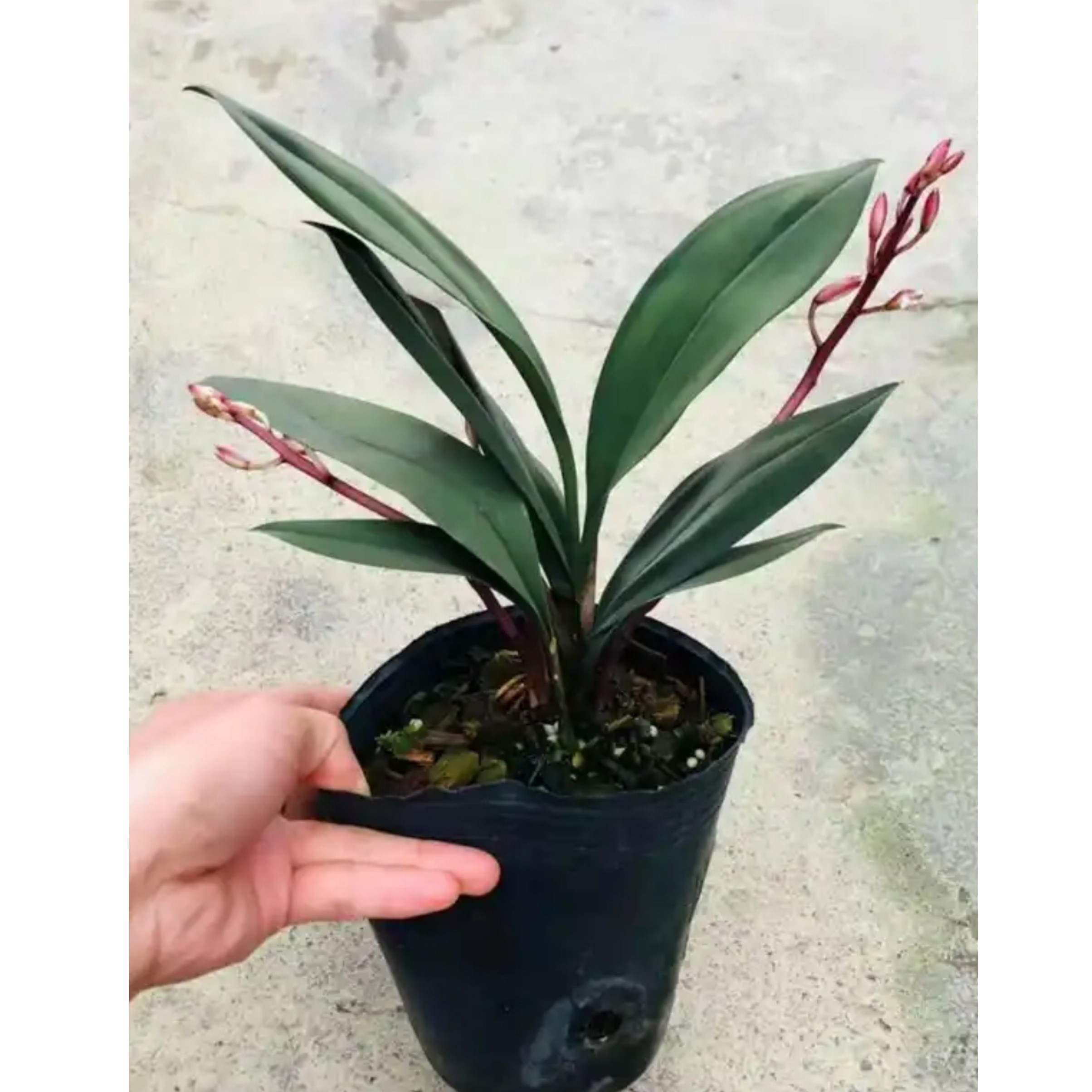 人工培植秋芝兰 ，送春室内外盆景。一物一拍，除运损外养死不包不退