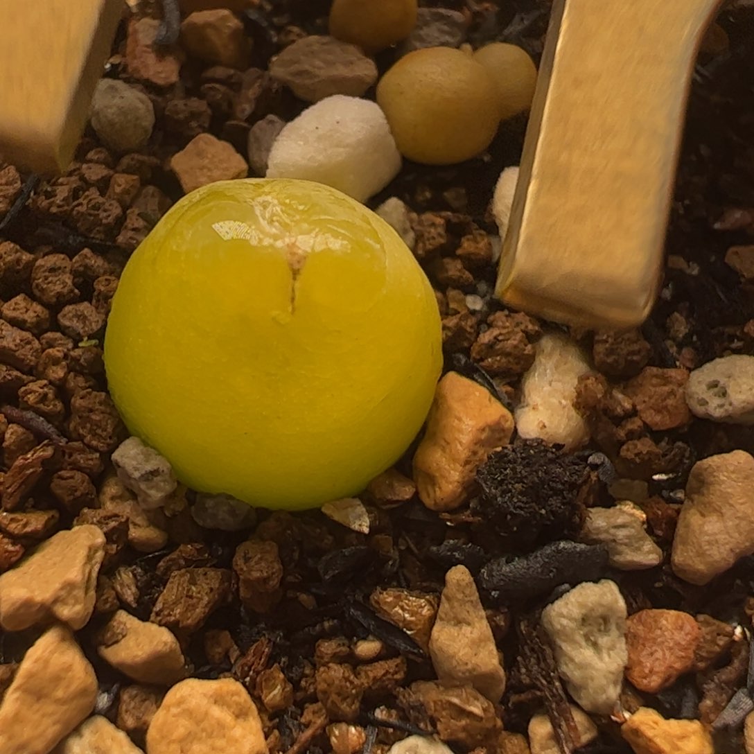 大葫芦开花株母本多肉