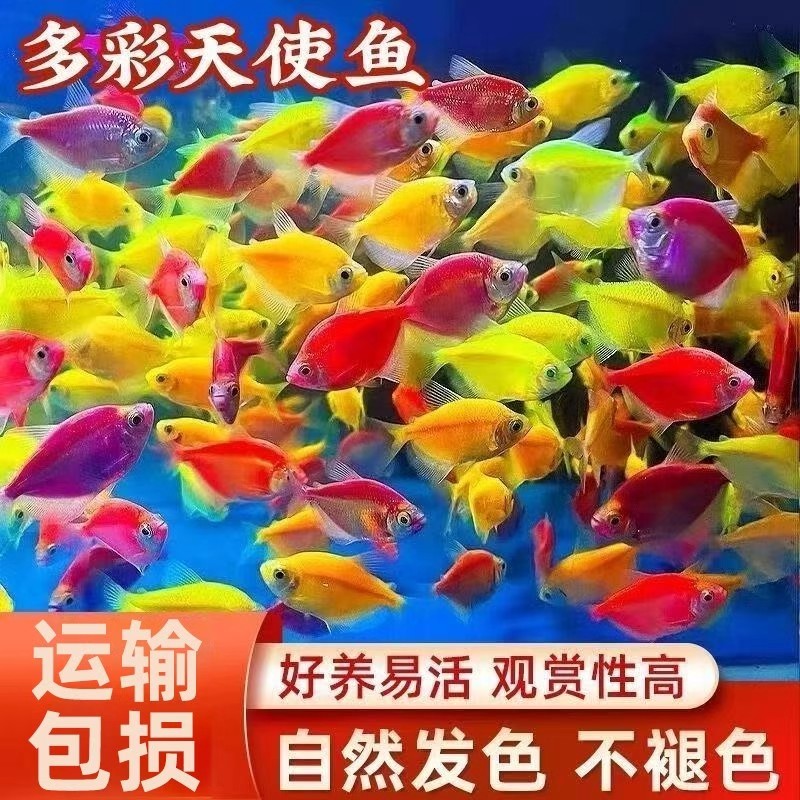 七彩天使鱼小型热带淡水观赏鱼好养耐活喜欢群游【四妹】