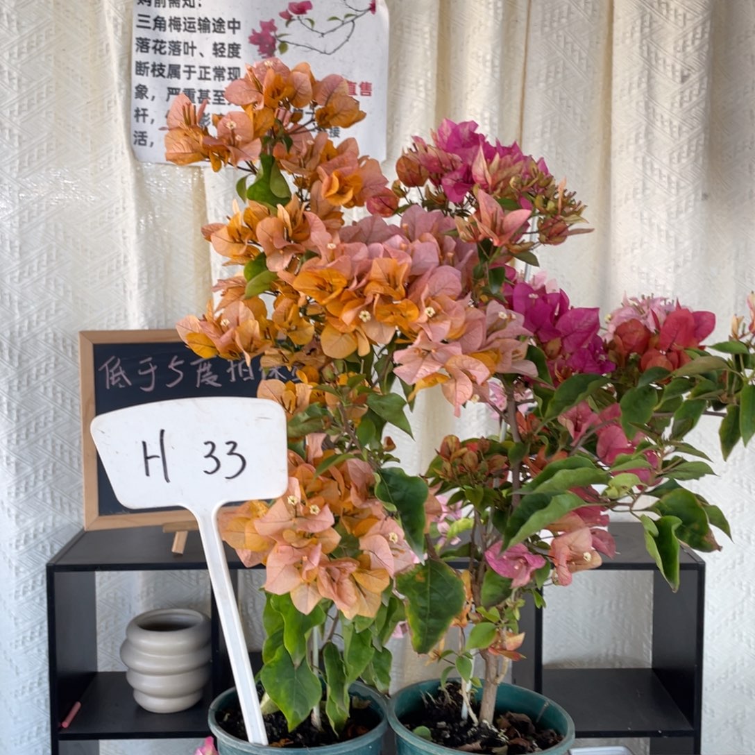 记***起全部花朵金探戈+阿朱娜H33