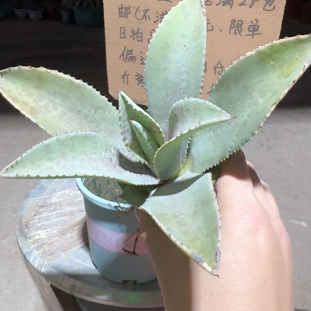 完全开放不知名龙舌兰