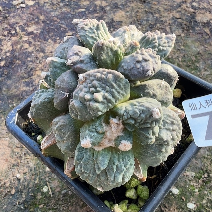 无花朵723三头炸尤怒涛东八