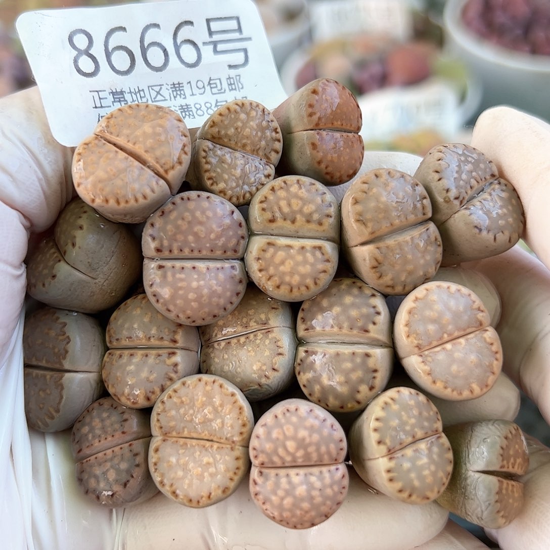 8666四年饼干19颗1.5cm左右