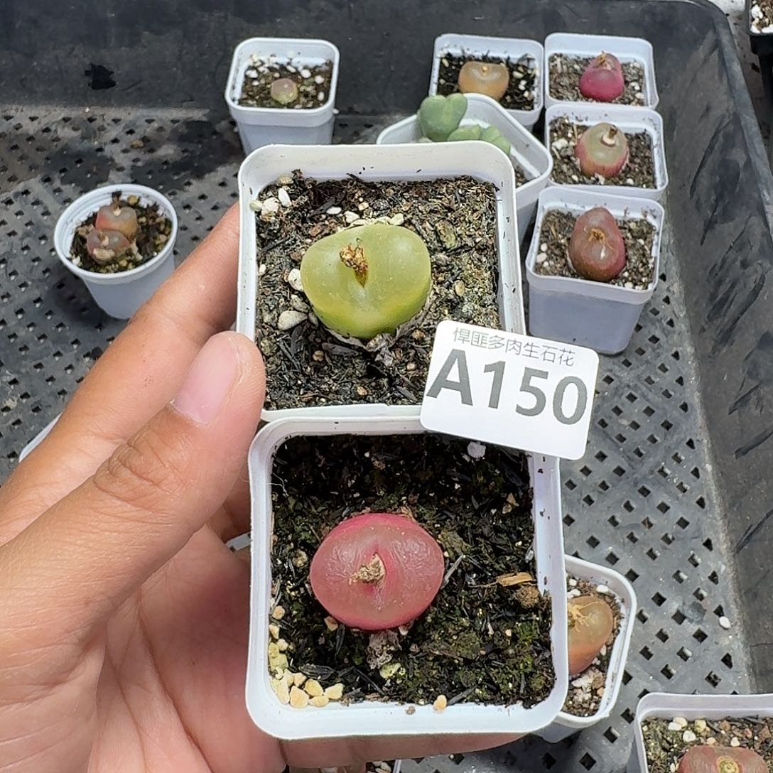 小***了150多肉植物多肉植物