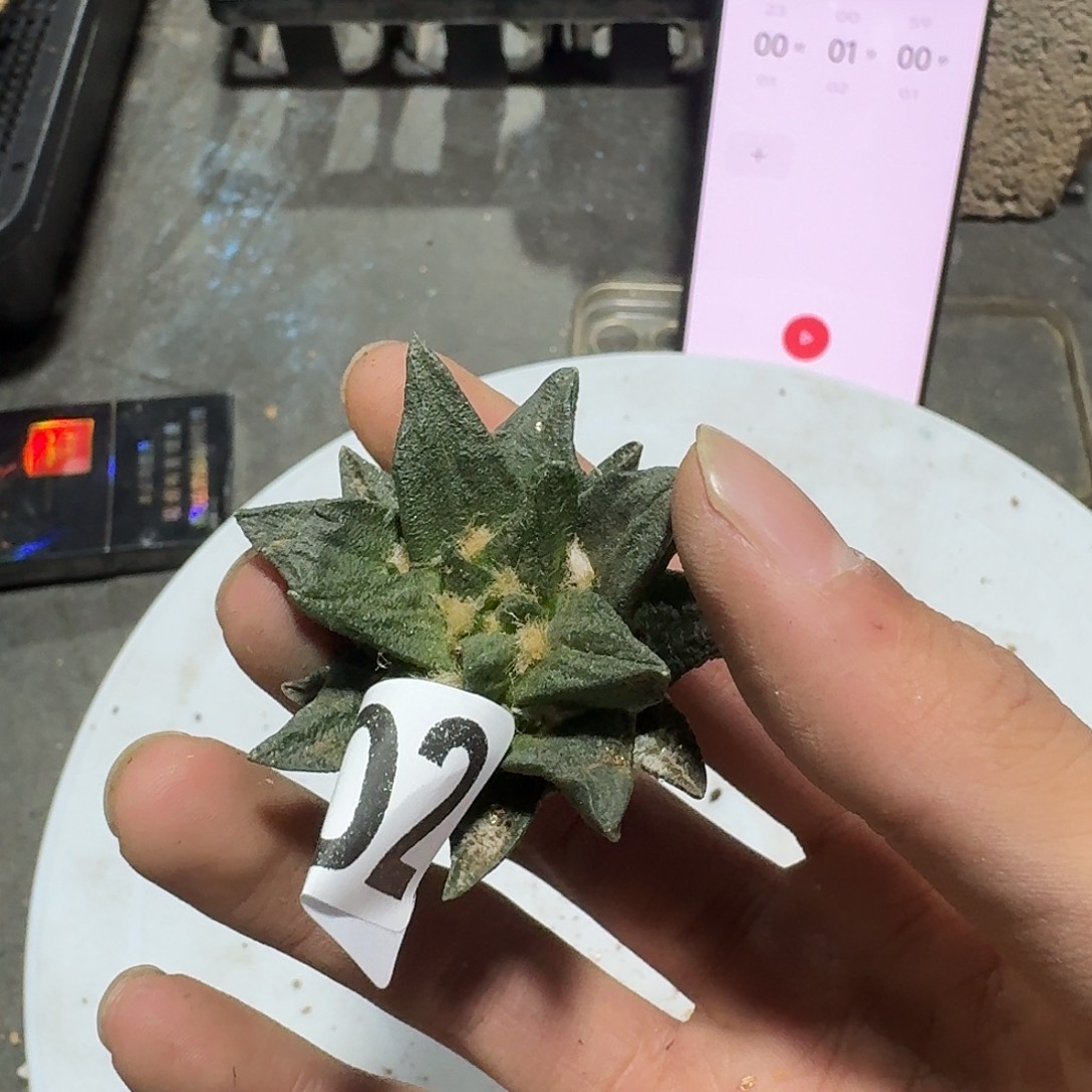 低***2402号仙人球有根了