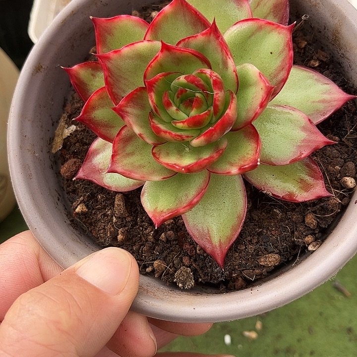 惊鸿仙子多肉植物6801