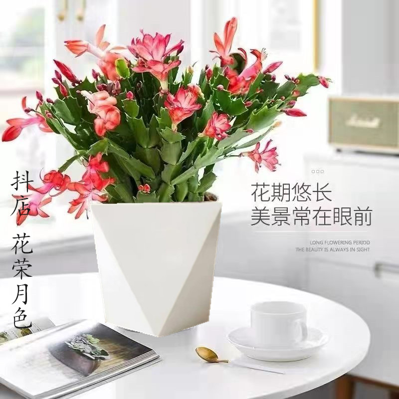 多色蟹爪兰花苗盆栽带花苞四季开花重瓣好养易活室内花卉