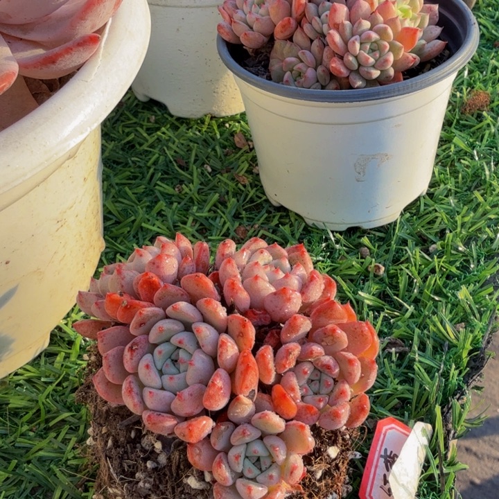 可爱泡泡。          