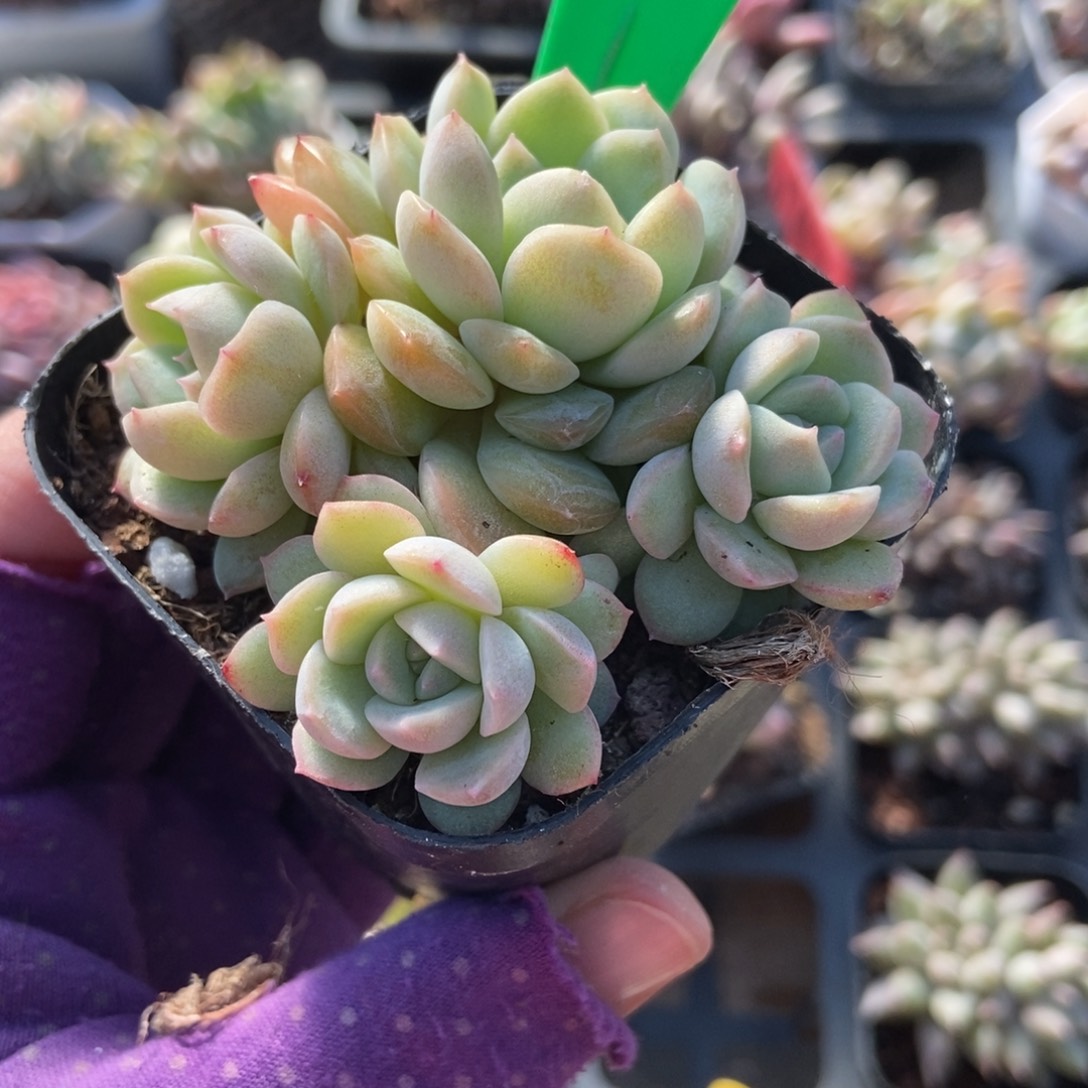 837夜莺多肉植物多肉