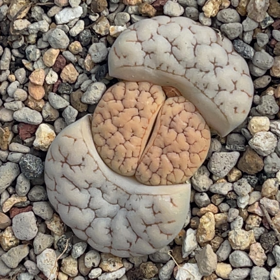 6265蜜纹凹凸蛙哥189一颗