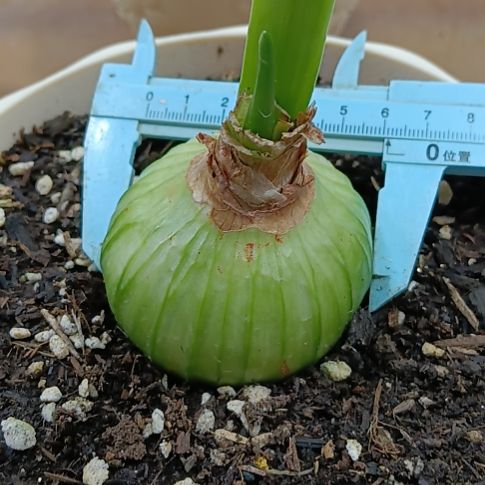 无花朵双绿6+带花苞发货