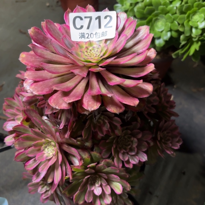 瑞妈一物一拍712