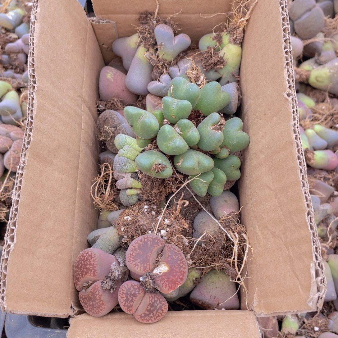 一箱母本8888888888888