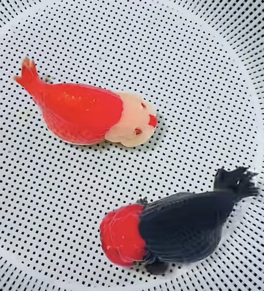 红牌-精品兰寿 玛丽 泰狮 以直播间为准 包邮 无开箱视频不包损