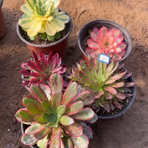 601多肉植物组合