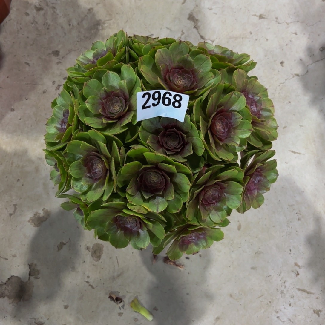 无花朵2968红心万圣节11111111