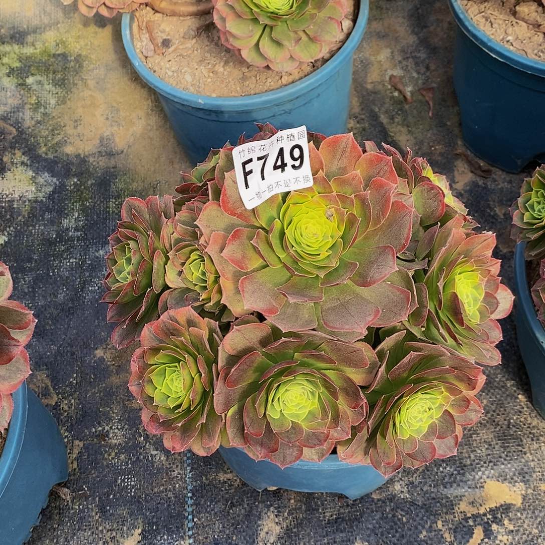 749奶白锦小棵一棵