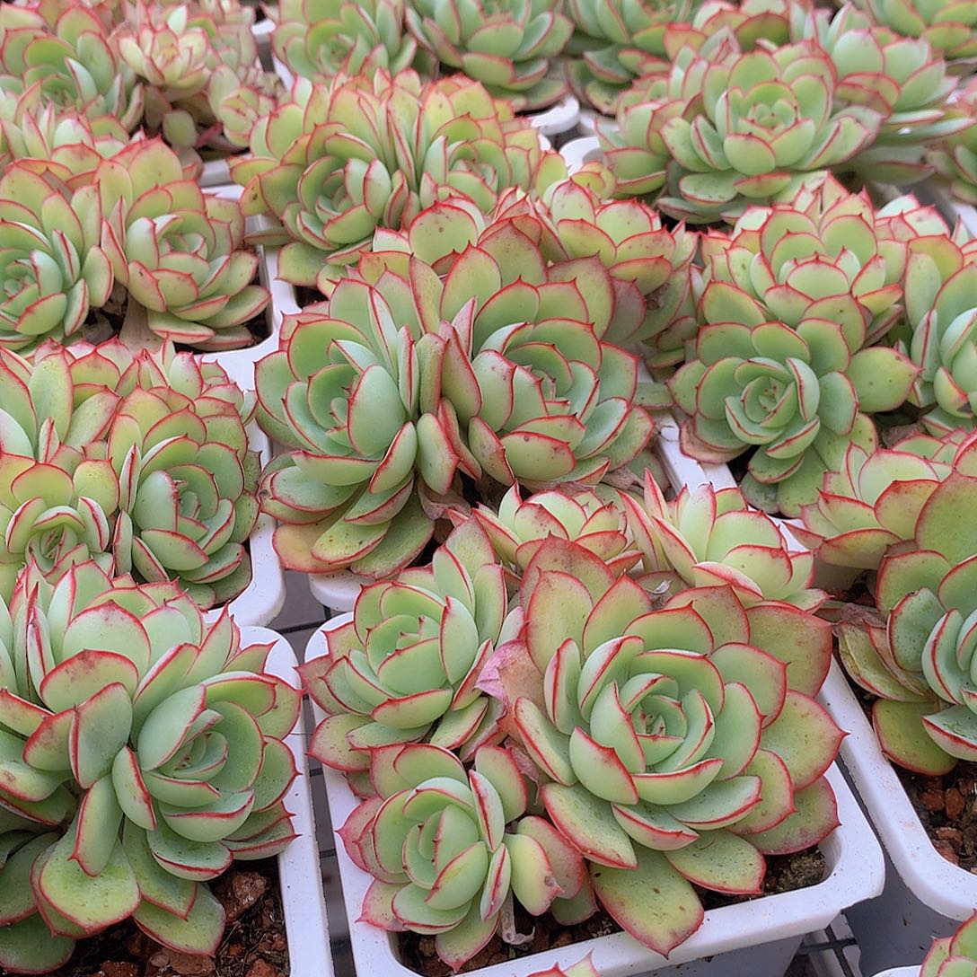 牡丹亭群3567889990000