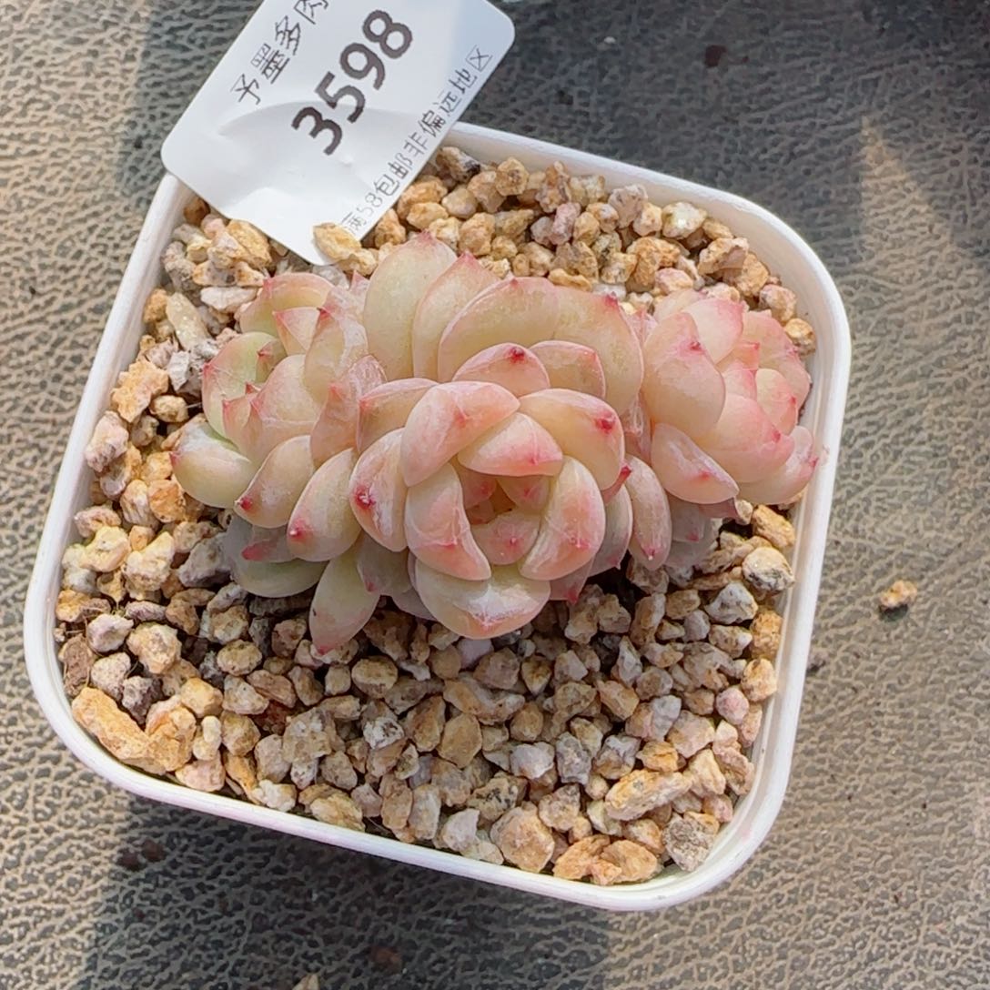 海棠花，3598多肉植物