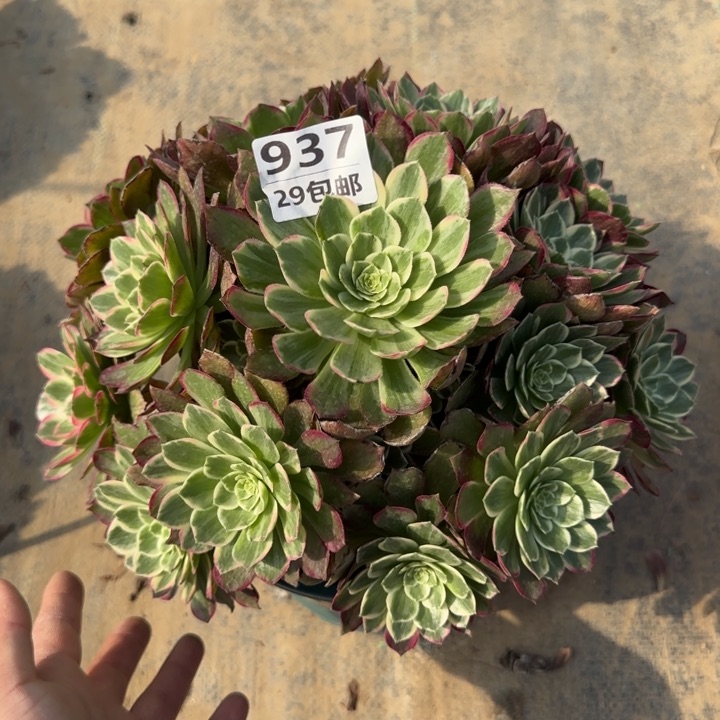 莲花……多肉植物……
