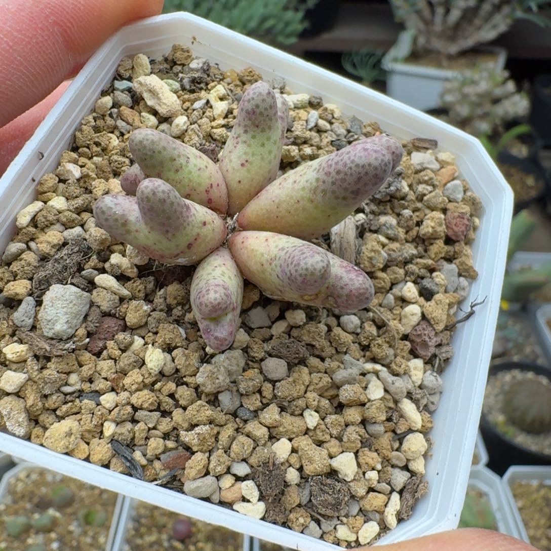 斑马福利多肉。         