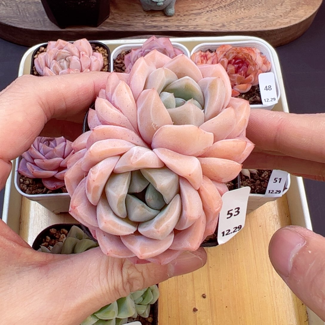 好好看53、哈哈哈哈哈