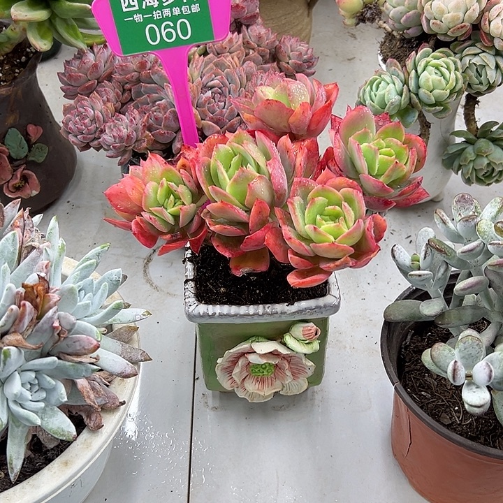 ****。绮罗多肉给盆植物060