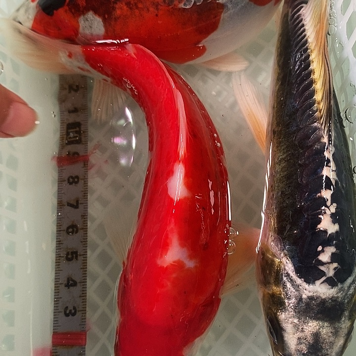 锦鲤冷水锦鲤包邮